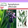 Komonica lekárska - semená liečivých rastlín 15 semien - Náhľad obrázku produktu 14