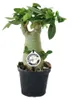 Kleine Wüstenrose, Adenium, Überraschungsfarbe, 14cm Topf Produktbild-Vorschau 1