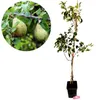 Pyrus communis 'Triomphe de Vienne', hruška, 5-litrový Náhľad obrázku produktu 1