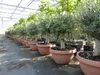 Olivenbaum Bonsai 100 - 120 cm Formgehölz, Olive Produktbild-Vorschau 4