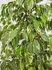 [Palmenlager] - XL Ficus benjamini "Golden King" 150 cm // Produktbild-Vorschau 3