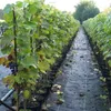 Regent - blaue Weintraube -  pilzfeste Weinrebe ca. 60-100 Produktbild-Vorschau 2