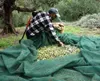 Elance Olivenöl Extra Nativ 5 L –  aus Kreta, Kaltgepresst Produktbild-Vorschau 10