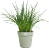 Pflanzkübel Green Basics D.19cm Grün Stein - Elho Produktbild-Vorschau 2