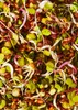 KoRo I  Radieschen Samen 1 kg Produktbild-Vorschau 3
