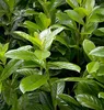 Stauden Gänge 1 x Prunus laurocerasus 'Novita' - Produktbild-Vorschau 3