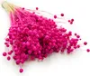Flachs Getrocknete - (Leinen) - Fuchsia Produktbild-Vorschau 1