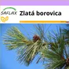 SAFLAX - zlatá borovica - Pinus ponderosa - 20 Semená Náhľad obrázku produktu 6