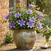 Clematis Misayo, vaso da 2 litri Anteprima dell’immagine prodotto 15
