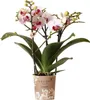 Kolibri Orchideje – bílá orchidej Phalaenopsis, minerální Náhled obrázku produktu 1