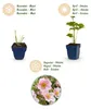 Green boutiQ - Plante vivace - Anémone hybride « Königin Voir les images du produit 4