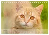 Katzen 2027 Bezaubernde Samtpfoten (Tischkalender 2027 DIN Produktbild-Vorschau 8