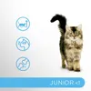 Perfect Fit Junior, droogvoer voor kittens met kip, 7 kg Productafbeelding-voorbeeld 2