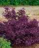 Cotinus coggygria 'Royal Purple', Perückenstrauch, Produktbild-Vorschau 13