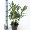 Skimmia confusa 'Kew Green' – skimmie | 25–30 cm v Náhled obrázku produktu 2
