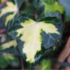 2 x  Efeu  - Hedera helix 'Goldheart'  | 50-60 cm in vaso Anteprima dell’immagine prodotto 2
