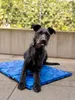 TrendPet Arctic Komfort, tappetino rinfrescante per cani, Anteprima dell’immagine prodotto 2