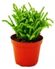Sukulentní - Crassula lycopodioides - myší ocásek - v Náhled obrázku produktu 1