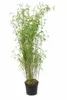 Fargesia Jiuzhaigou 1 bambus, 140–200 cm hoog, in een pot Productafbeelding-voorbeeld 4