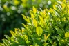 Prunus laurocerasus 'Novita', Kirschlorbeer, immergrün, Produktbild-Vorschau 3