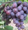 Tafeltraube ´ROŠFOR´ 30-40 cm, Cont. 3 l Produktbild-Vorschau 4