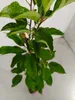 Malus domestica 'Gala', jabloň, 1,5 l kvetináč Náhľad obrázku produktu 4