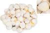 Cardium flavus, 0,5kg, ca. 3-5cm, ca. 90-100 Stk. | Produktbild-Vorschau 2