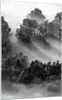 Bilder auf glas - Einteilig - Schwarzweiß Bäume Nebel - Produktbild-Vorschau 1