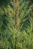 Tamarix ram. 'Hulsdonk White'® - Weiße Tamariske 50- 60 cm Produktbild-Vorschau 2