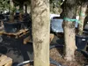 2x Olivenbaum Olive "60 Jahre" 200 - 240 cm, beste Produktbild-Vorschau 2