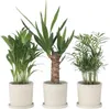 Kleine Zimmerpalmen - 3 Stk - Mini Indoor Palm Mix - Höhe Produktbild-Vorschau 6