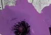 Akustikbild Mohnblumen 200x100 cm Bilder Akustikschaum Produktbild-Vorschau 4