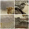 Bild auf Leinwand - Leinwandbild - Afrika Leopard Katze Produktbild-Vorschau 8
