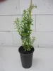 Epazote - Mexikanischer Traubentee - Chenopodium Produktbild-Vorschau 2