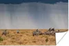 MuchoWow® Poster Gruppe von Zebras in freier Wildbahn Produktbild-Vorschau 1