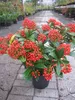 Skimmia japonica Winnies Dwarf - Japanische Skimmie - Produktbild-Vorschau 2