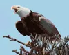 Zuty - Malen nach Zahlen - ADLER AUF EINEM ZWEIG (D. RUSTY Produktbild-Vorschau 1
