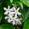 3x Trachelospermum Jasminoides – Toskanischer Jasmin – Produktbild-Vorschau 4