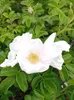 Rosa selvatica Rosa Rugosa alba profumata rosa mela bianca Anteprima dell’immagine prodotto 2