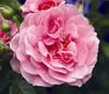 Dehner Rose Kletterrose Camelot®, Züchter Tantau, große Produktbild-Vorschau 1