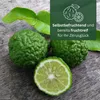 Meine Orangerie - Kaffir Limette Mezzo - Citrus Hystrix - Produktbild-Vorschau 3