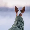 Veste d'hiver Warmup 2.0 de Rukka Pets, Taille:50 cm, Voir les images du produit 4