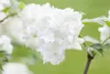 Viburnum plicatum 'Summer Snowflake', Japanischer Produktbild-Vorschau 2