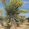 Exotické semená - Yucca Rigida - balenie 5 ks - Náhľad obrázku produktu 10
