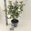 Prunus nipponica 'Brillant' - Robijnrode Kirszersoort | Productafbeelding-voorbeeld 2
