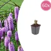 Liatris spicata (Liatris spicata) - 60 sztuk, srednica 9cm, Podgląd zdjęcia produktu 3