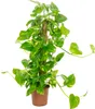 Lierre avec tige de mousse - Purifie l'air, élégant & Voir les images du produit 1