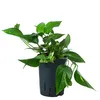 Dehner Efeutute, Epipremnum aureum, rankend, zweifarbig, Produktbild-Vorschau 1