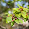 A close-up shot of a branch with green leaves and small purple berries. Produktbild-Vorschau
