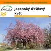 SAFLAX Garden in the bag - Japonský třešňový květ - Prunus Náhled obrázku produktu 10